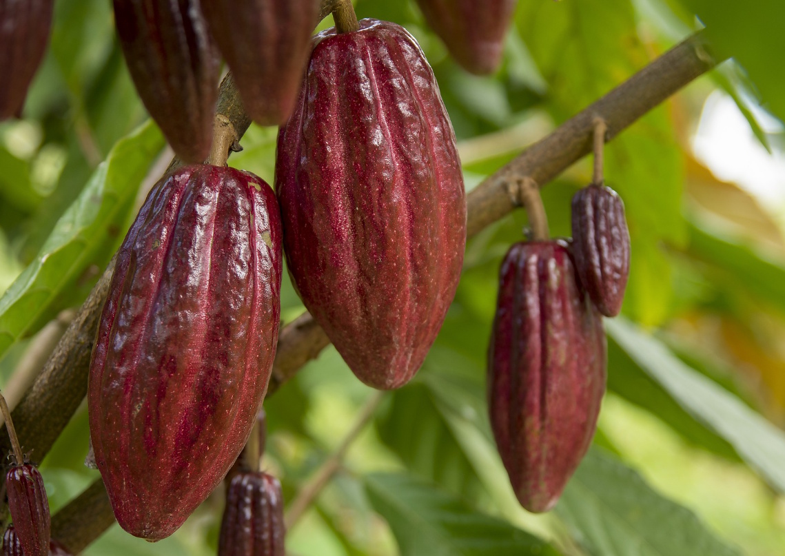 Selva amazónica, plantación de cacao
