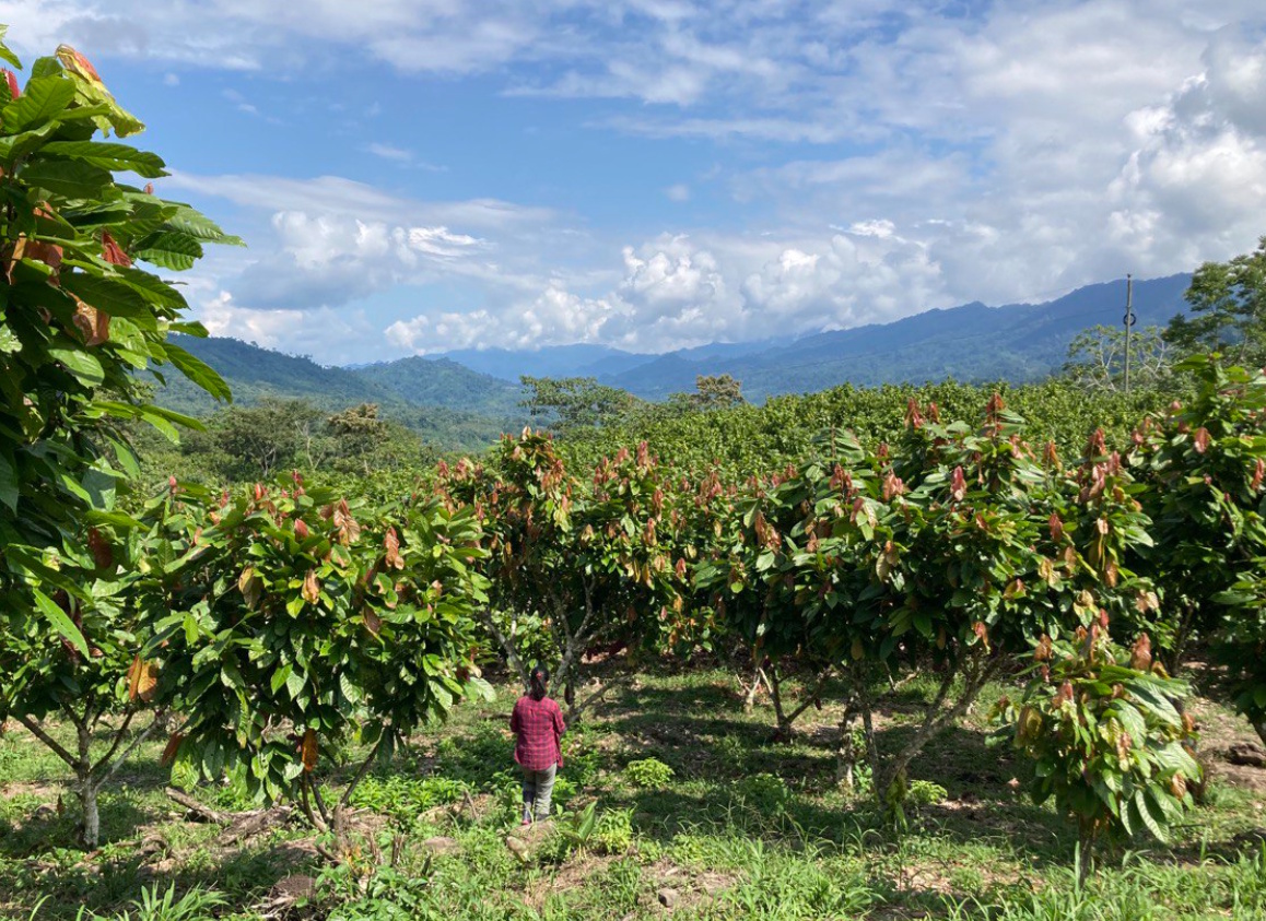 Granos de cacao secándose
