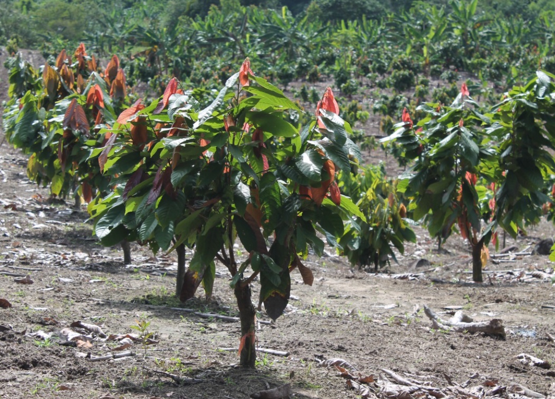 Campesino cosechando cacao